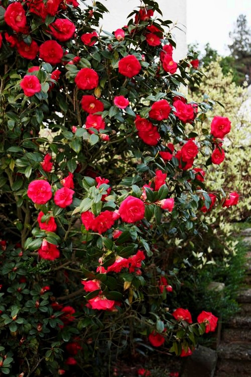 April Tryst Camellia Bushes For Sale Online The Tree Center