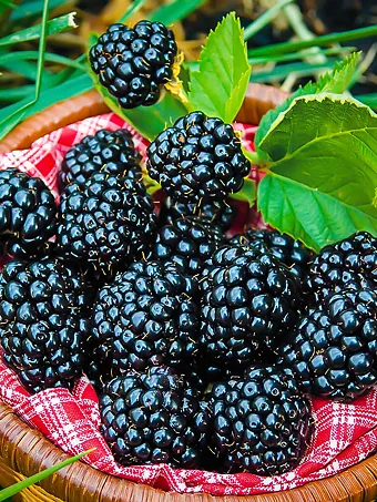 Arapaho Thornless Blackberry Bush