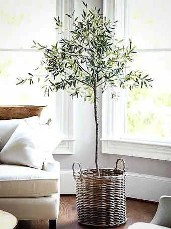 Arbequina Olive Tree