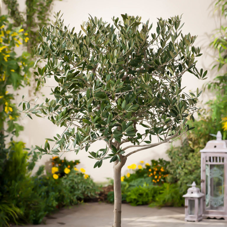 Arbequina Olive Tree For Sale The Tree Center