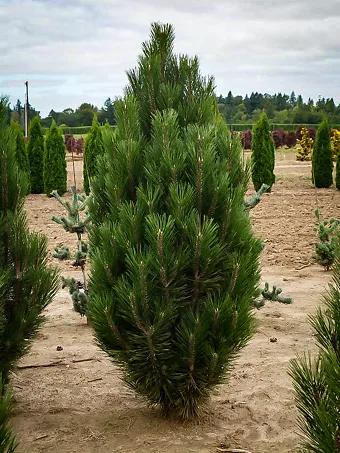 Arnold Sentinel Austrian Pine