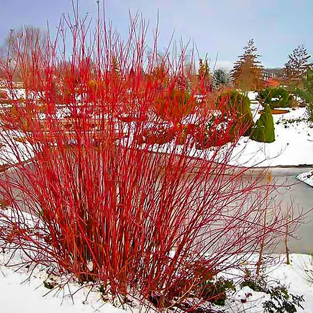 Dogwood Shrubs