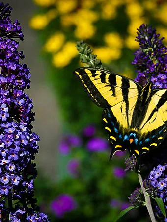 Buddleia Asian Moon Butterfly Bush