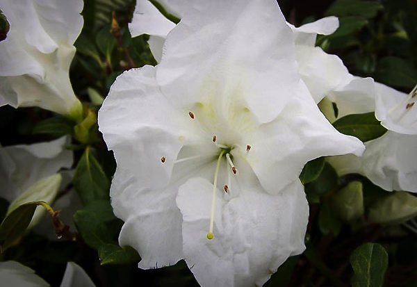 Autumn Angel Encore Azalea