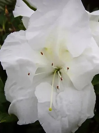 Autumn Angel Encore® Azalea