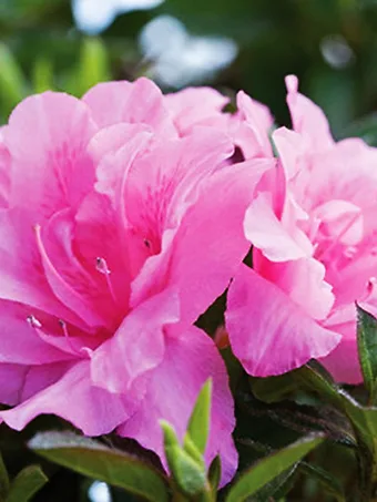 Autumn Carnation Encore® Azalea