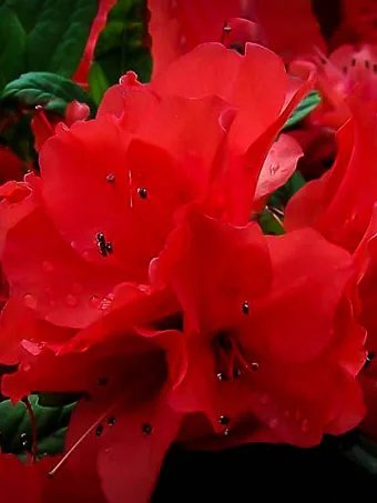 Autumn Embers Encore® Azalea