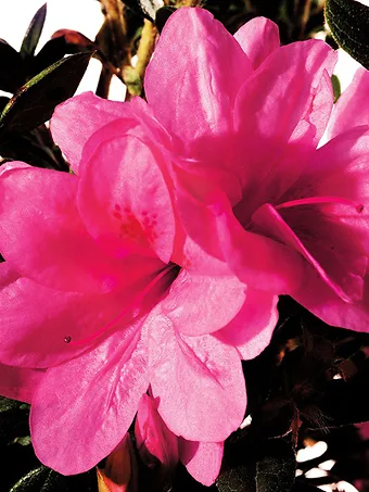 Autumn Empress Encore® Azalea