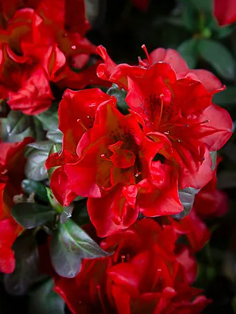 Autumn Fire Encore® Azalea