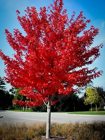 Autumn Flame Red Maple Tree