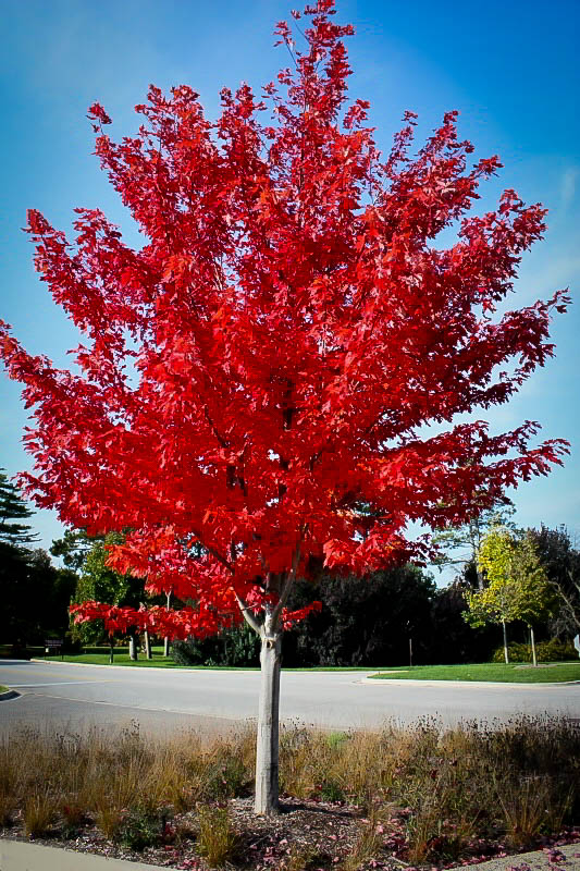 Autumn Flame Red Maple Tree