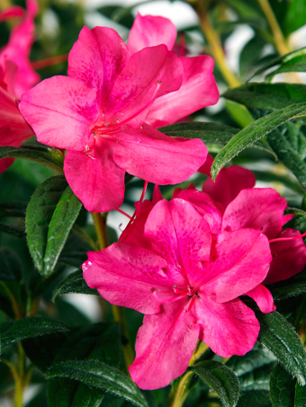 Autumn Coral Encore® Azalea