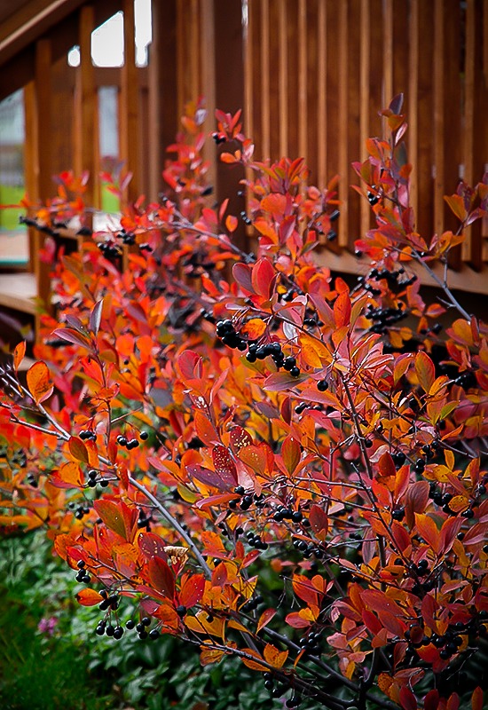 Image of Full-size Autumn Magic chokeberry shrub in fall