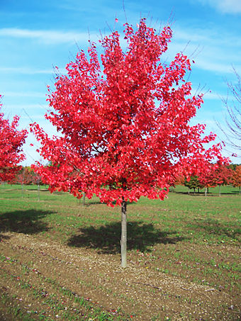 Autumn Radiance Red Maple