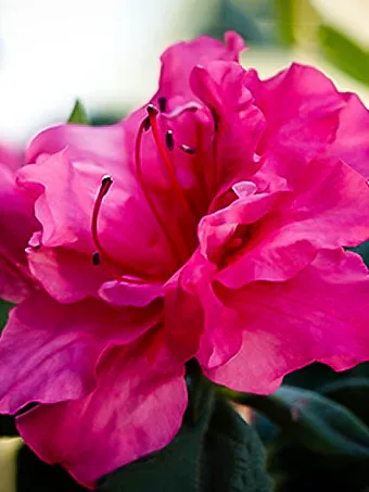 Autumn Rouge Encore® Azalea