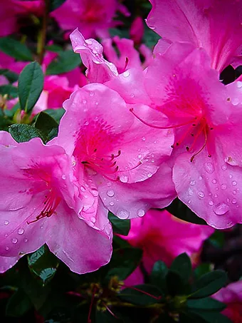 Autumn Royalty Encore® Azalea