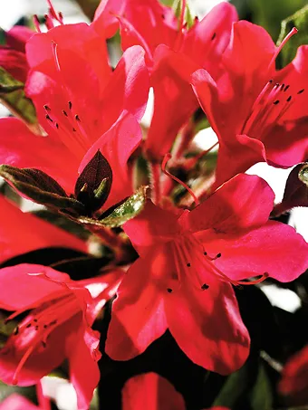 Autumn Ruby Encore® Azalea