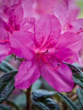 Autumn Amethyst Encore® Azalea