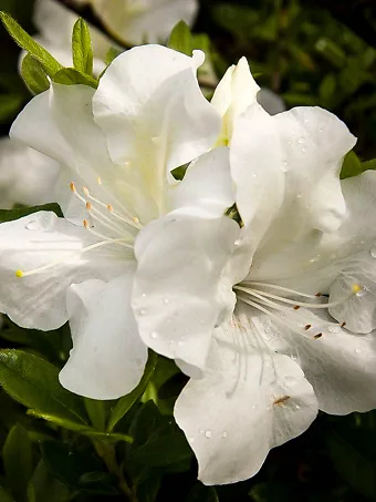 Autumn Ivory Encore® Azalea