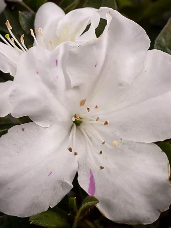 Autumn Lily Encore® Azalea