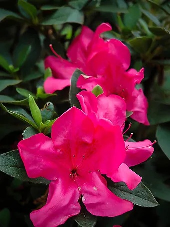 Autumn Sangria Encore® Azalea