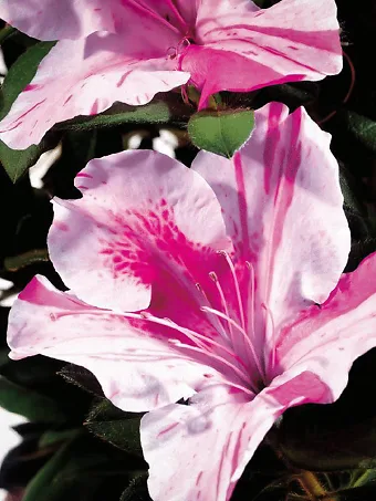 Autumn Twist Encore® Azalea