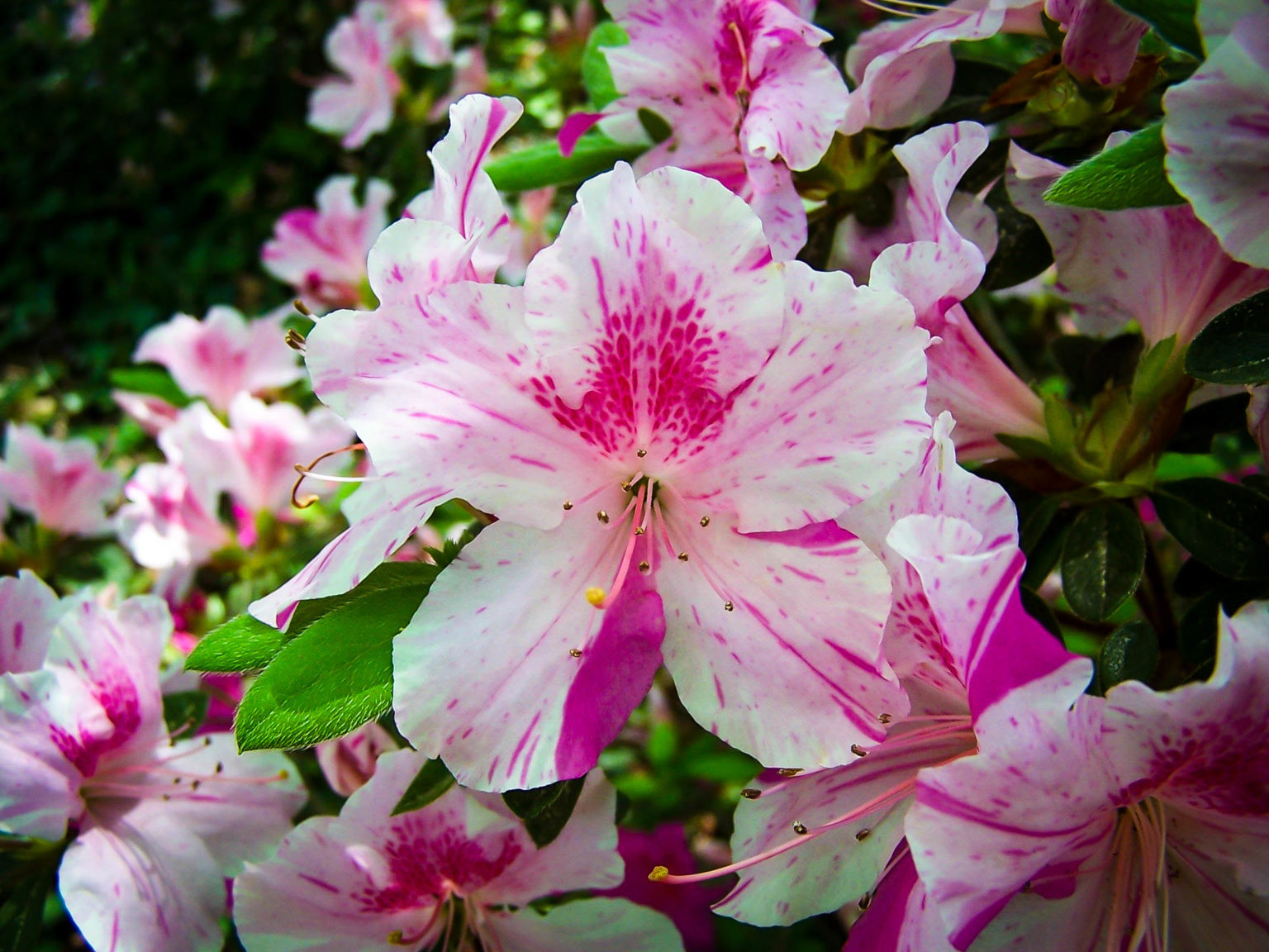 Autumn Twist Encore Azaleas For Sale The Tree Center