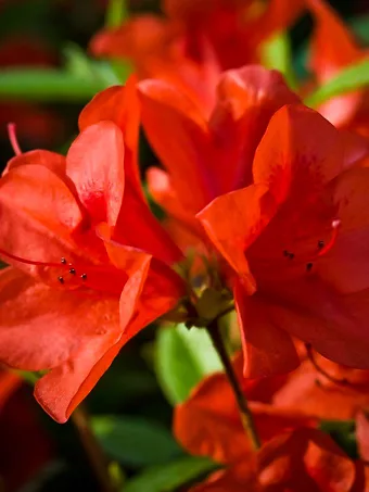 Autumn Bravo Encore® Azalea