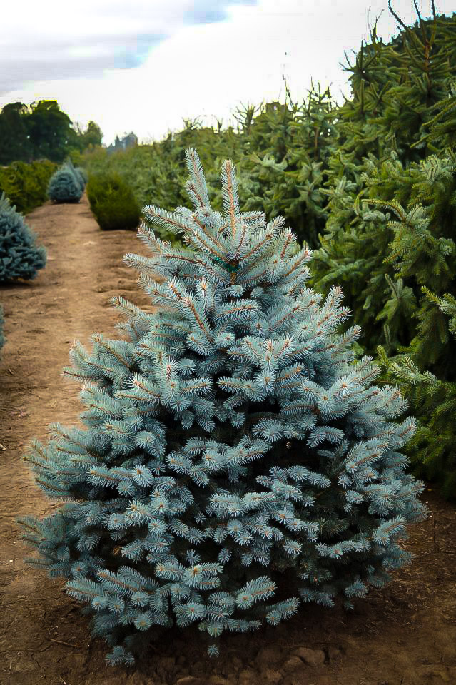 Baby Blue Eyes Spruce Trees For Sale Online The Tree Center Baby Blue Eyes Spruce Trees For Sale Online The Tree Center