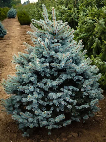 Baby Blue Eyes Spruce