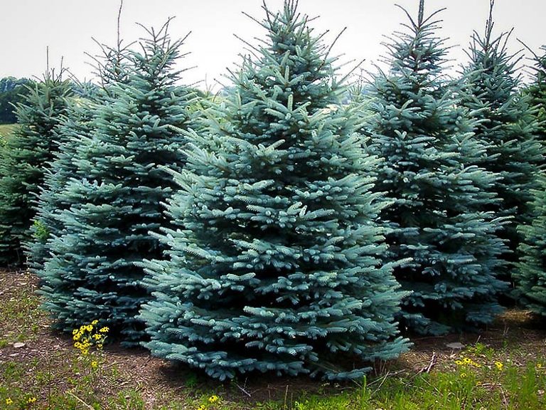 Buy Baby Blue Spruce Tree Online Baby Blue Spruce Trees Delivered