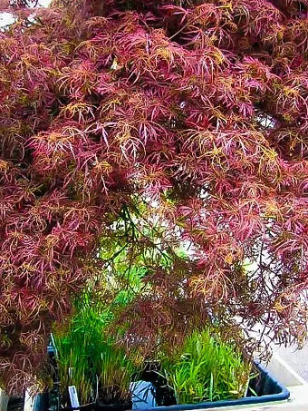 Baby Lace Japanese Maple