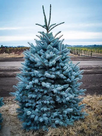 Baker's Blue Colorado Spruce