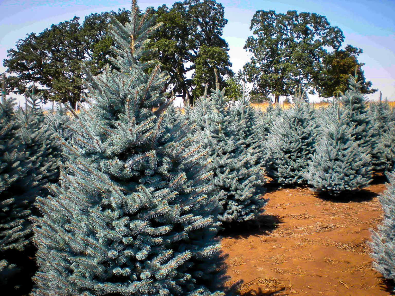 Baker’s Blue Colorado Spruce Trees For Sale The Tree Center