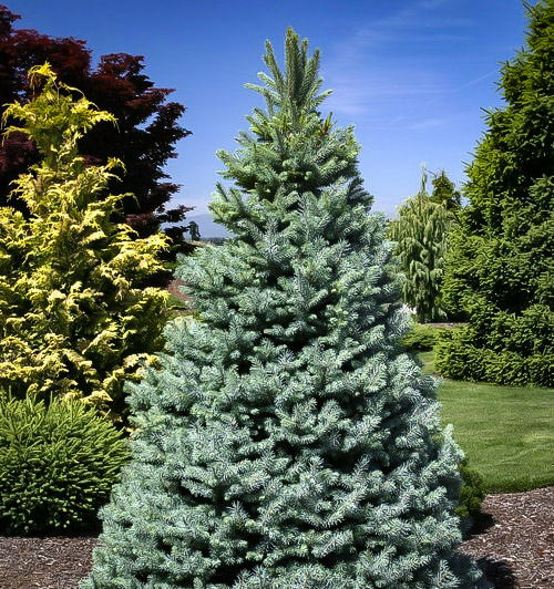 Baker S Blue Colorado Spruce Trees For Sale The Tree Center Baker S Blue Colorado Spruce Trees For Sale The Tree Center