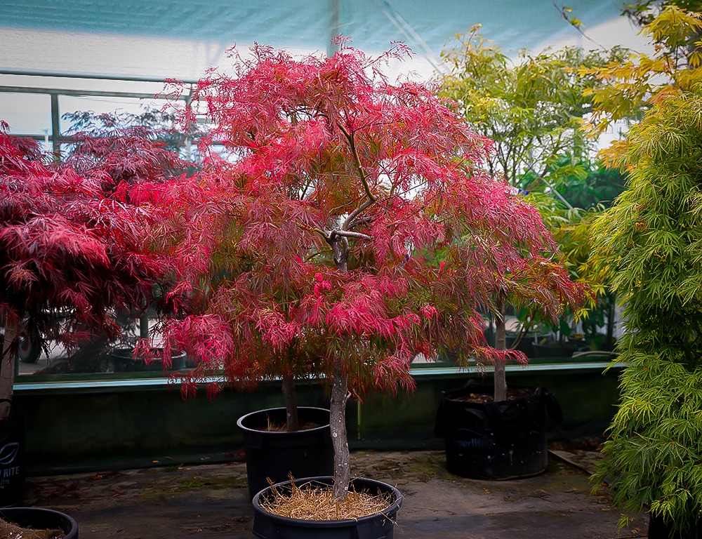 baldsmith-japanese-maples-for-sale-online-the-tree-center