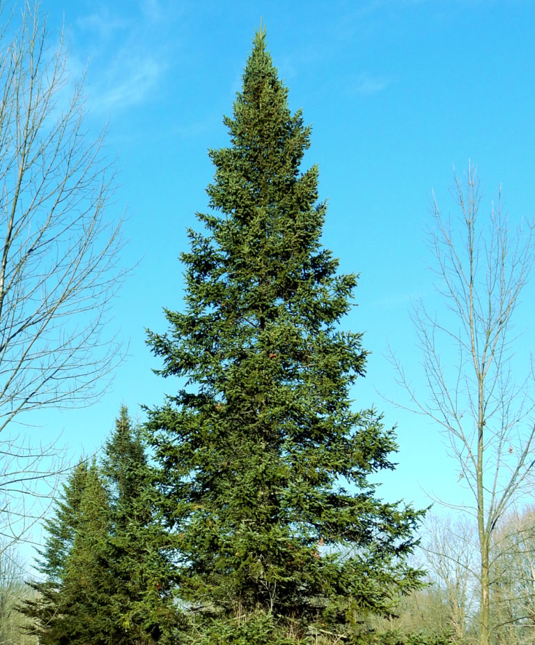 Balsam Fir Trees For Sale Abies Balsamea The Tree Center balsam-fir-trees-for-sale-abies-balsamea-the-tree-center