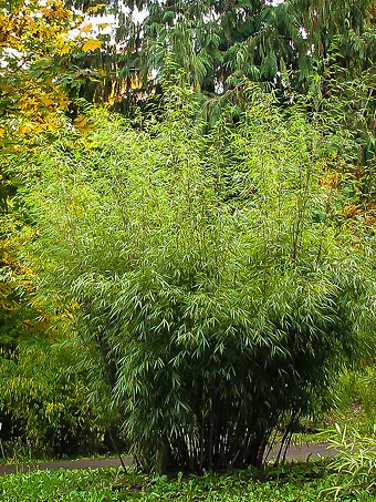Hardy Clumping Bamboo