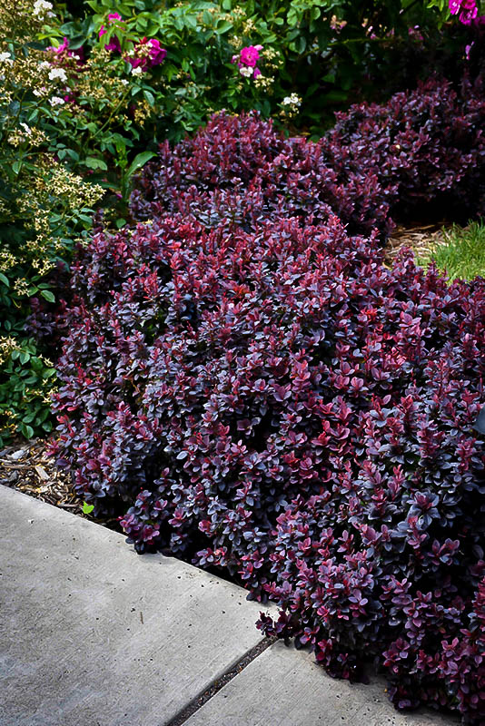 Image of Concorde barberry shrub with red berries