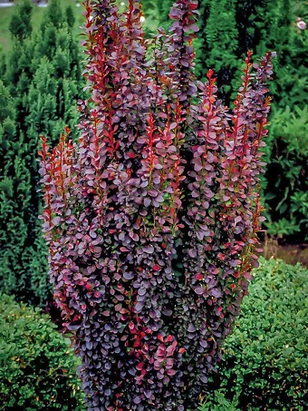 Helmond Pillar Barberry