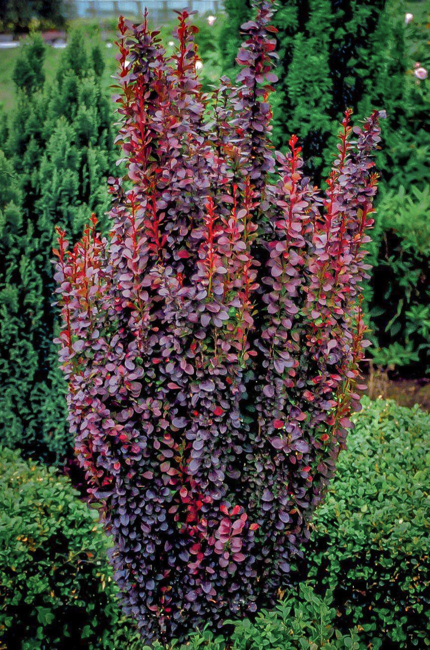 Helmond Pillar Barberry Shrubs For Sale | The Tree Center