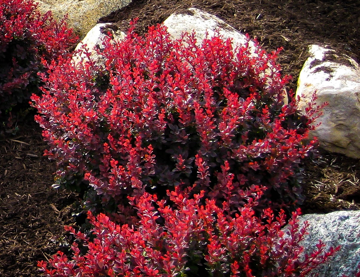 Image of Royal burgundy barberry berries