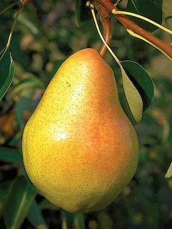 https://www.thetreecenter.com/c/uploads/bartlett-pear-tree-1-340x453.webp