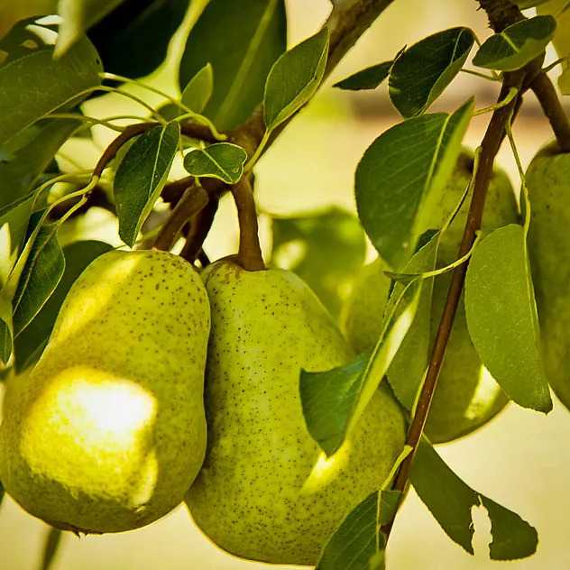 Bartlett Pear Trees For Sale | The Tree Center