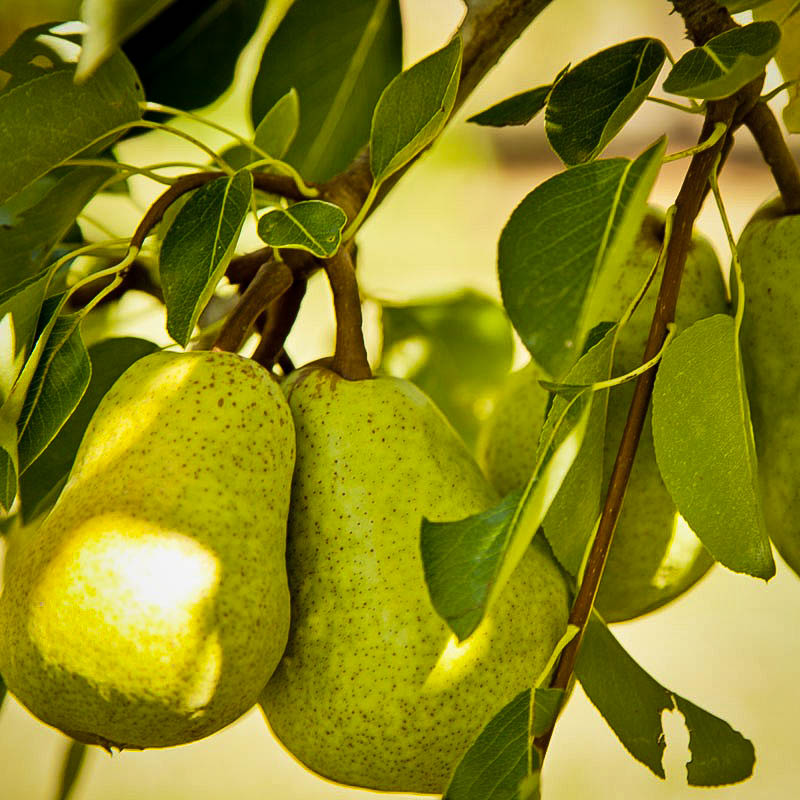 Featured image of post Recipe of Bartlett Pear Tree Diseases