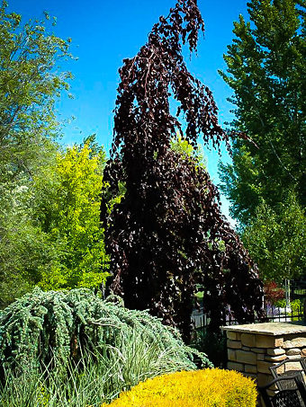 Buy Beech Trees Online The Tree Center