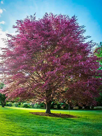 Tri-Color European Beech