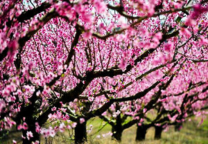 Belle of Georgia Peach Tree For Sale | The Tree Center
