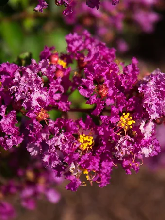 Bellini Grape Crape Myrtle