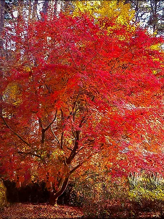 Beni Komachi Japanese Maple